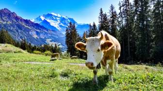 die Natur geniessen