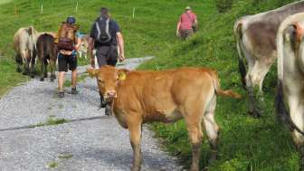 Unterweggs nach den Alp 