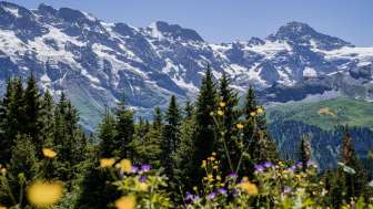  Kräuterwanderung und Wildbeobachtung