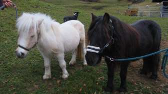 Promenades à poney au Hasliberg