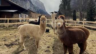 Lampaca Farm