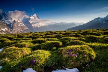 Blooming Alpine meadows at the Grosse Scheidegg with a view of the mountain landscape of the Bernese Alps.