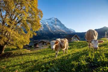 Eiger im Hintergrund