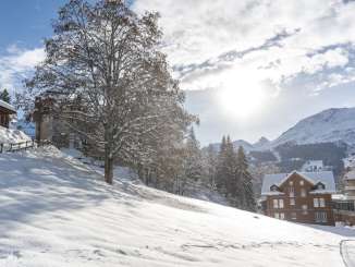 Snow-covered tree in the village of Wengen