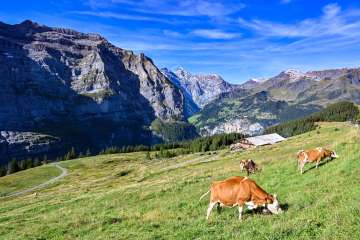 Several cows are grazing on a sprawling alpine meadow just below Wengen. In the background, the valley opens up, revealing mountains and forested slopes.
